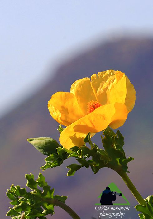 Εθνικός Δρυμός Σουνίου