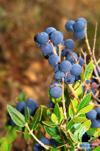 Μικρή Αττική topoguide