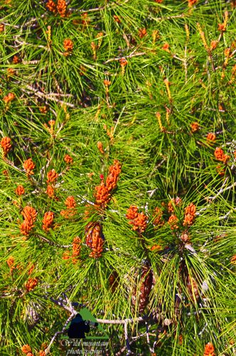 Μικρή Αττική topoguide