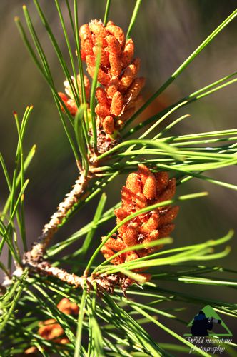 Μικρή Αττική topoguide