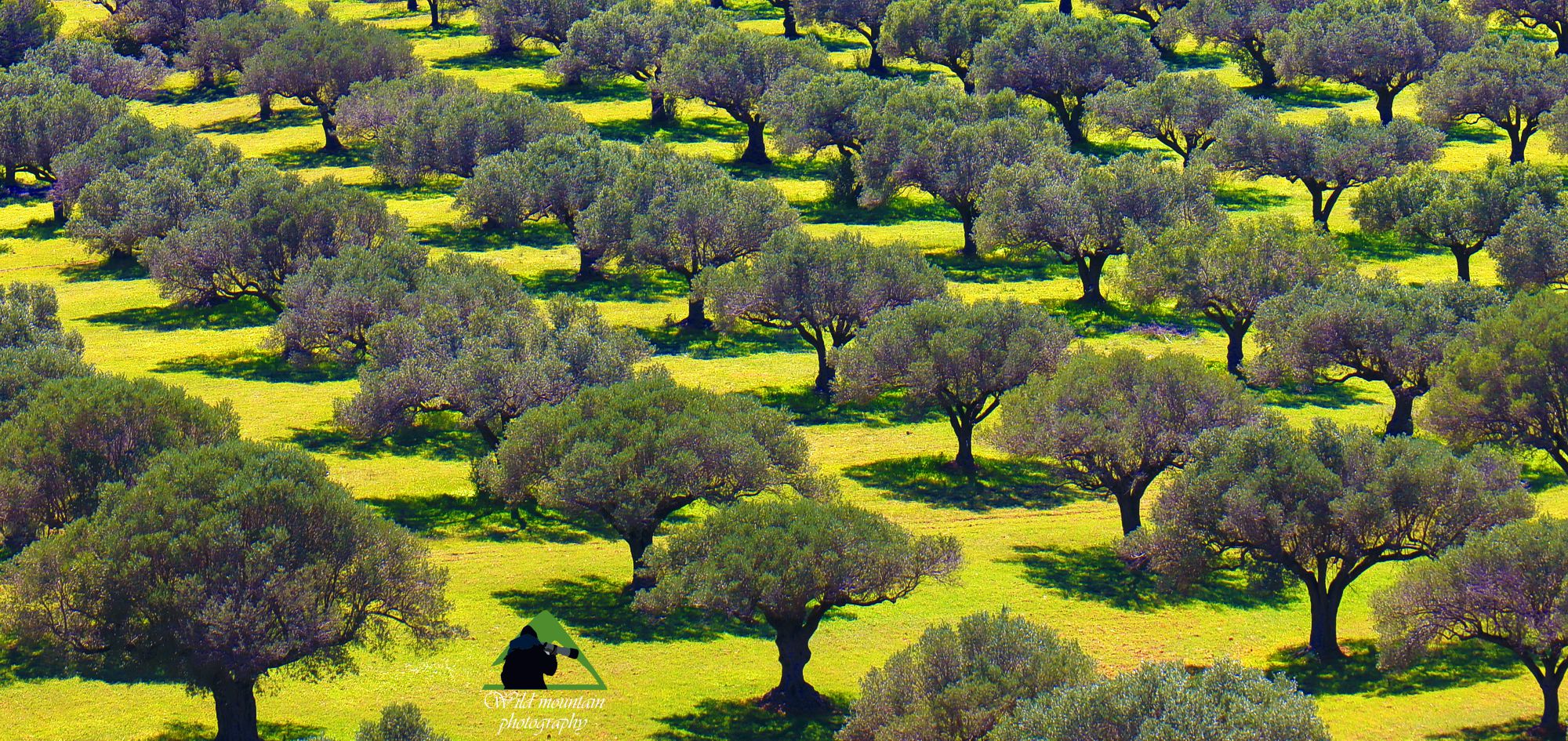 Η βλάστηση του Ε.Δ. Σουνίου: Ελαιώνας στην κοιλάδα Αδάμη
