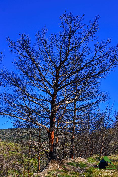 Εθνικός Δρυμός Σουνίου