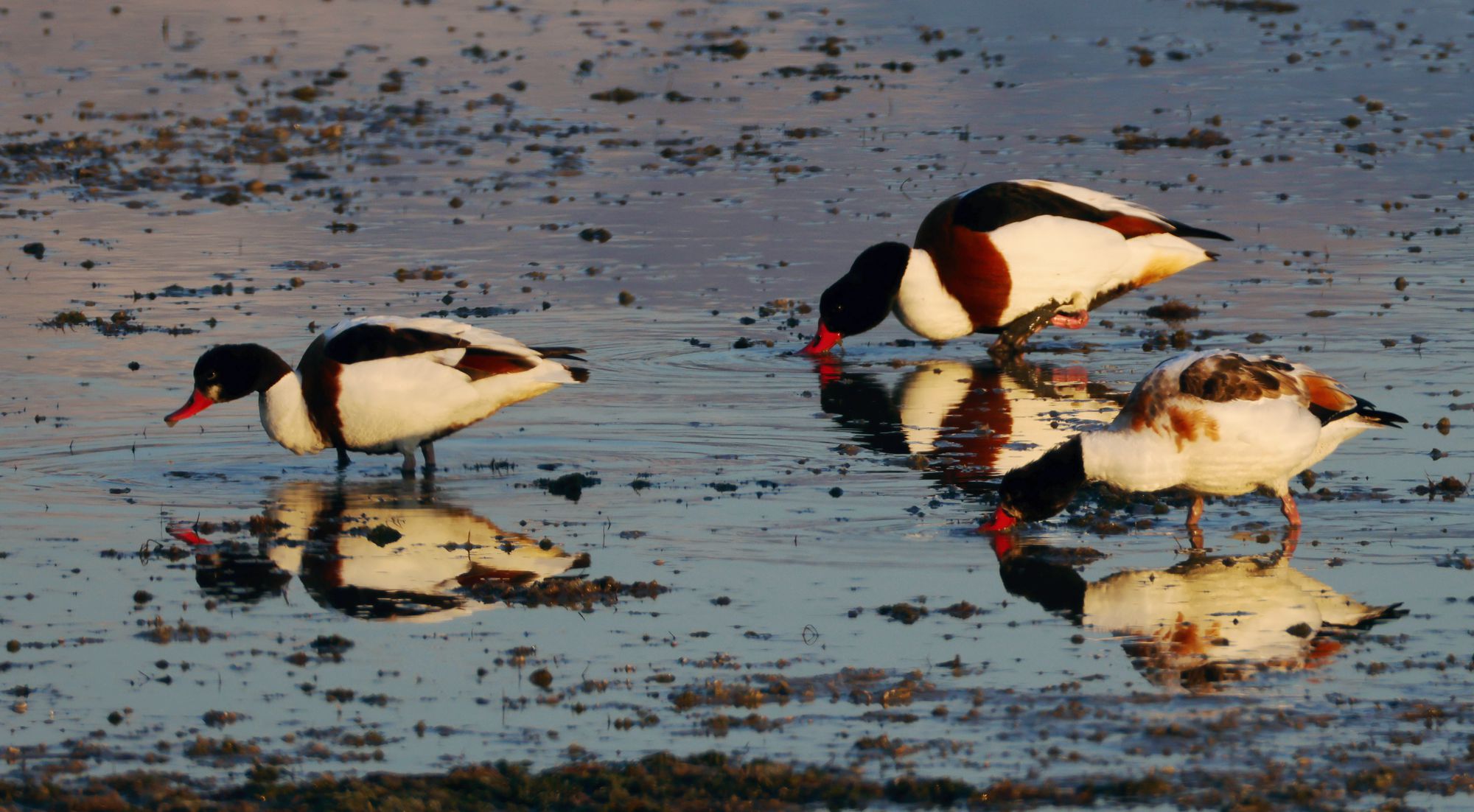 Τα πουλιά στο Βουρκάρι Μεγάρων: Βαρβάρες (Tadorna tadorna) στο πρωινό φως