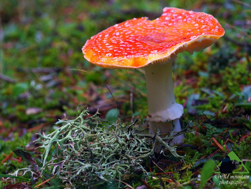 Ε.Π. Ροδόπης topoguide