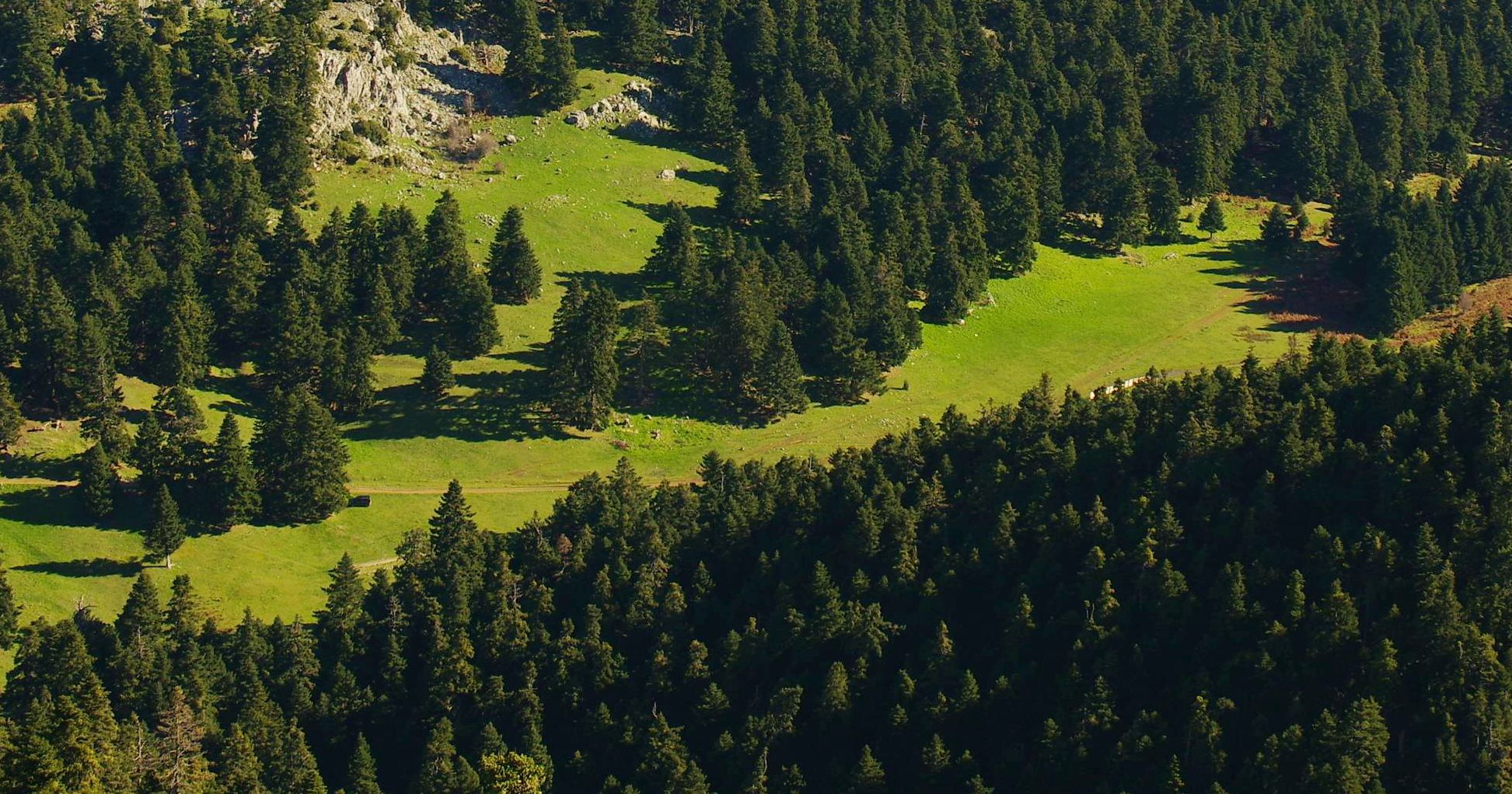 Το Κεφαλονίτικο Έλατο: Το μεγαλύτερο μέρος της ζώνης του ορεινού δάσους της Νότιας και Κεντρικής Ελλάδας καλύπτεται από δάση Κεφαληνιακής ελάτης