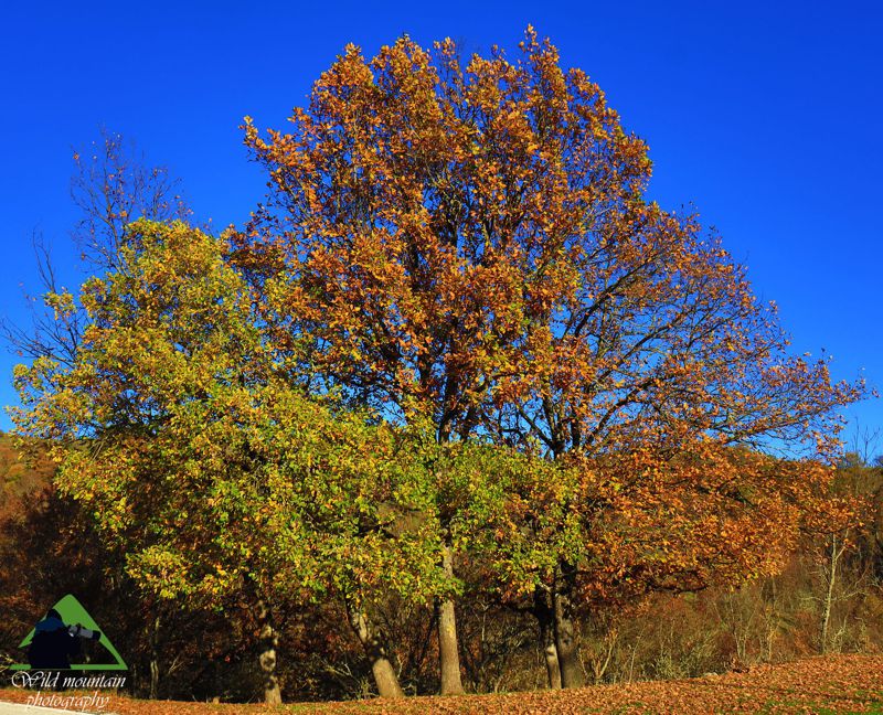 Ε.Π. Ροδόπης topoguide