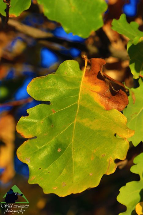 Ε.Π. Ροδόπης topoguide