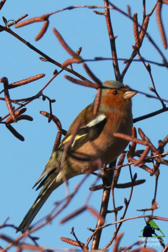 Ροδόπη topoguide
