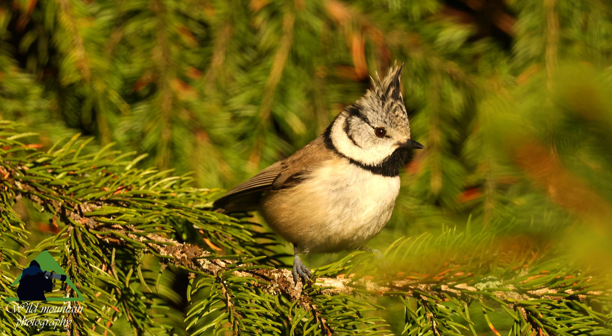Η Ερυθρελάτη: Λοφιοπαπαδίτσα (Lophophanes cristatus) στις ερυθρελάτες της Ελατιάς