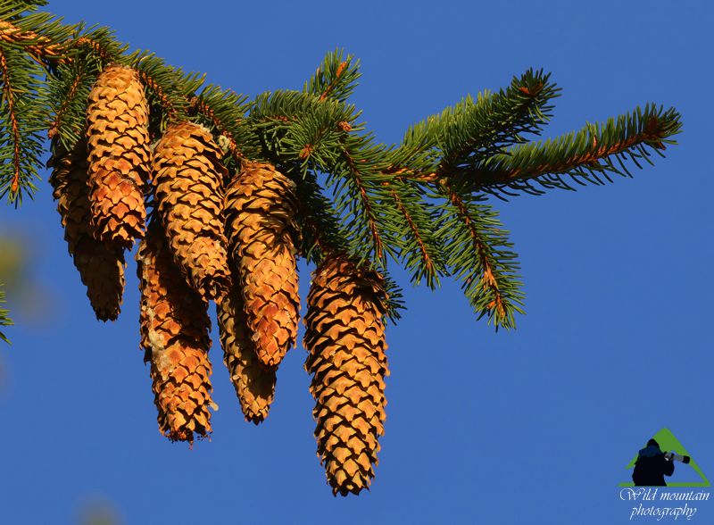 Ε.Π. Ροδόπης topoguide