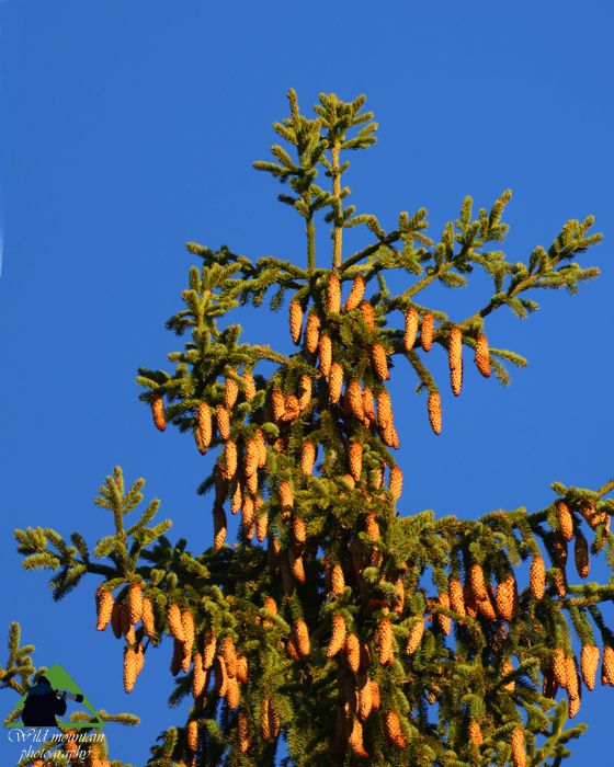 Ε.Π. Ροδόπης topoguide