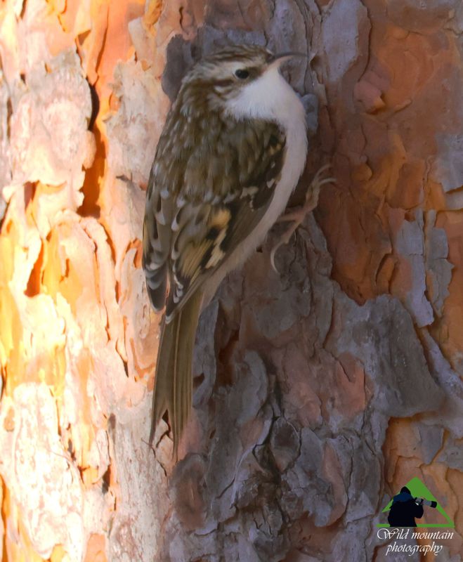 Ε.Π. Ροδόπης topoguide