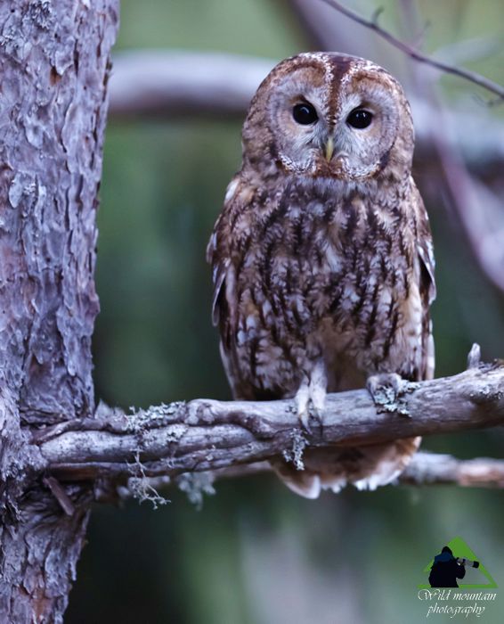 Βάλια Κάλντα topoguide