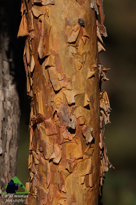 Ε.Π. Ροδόπης topoguide