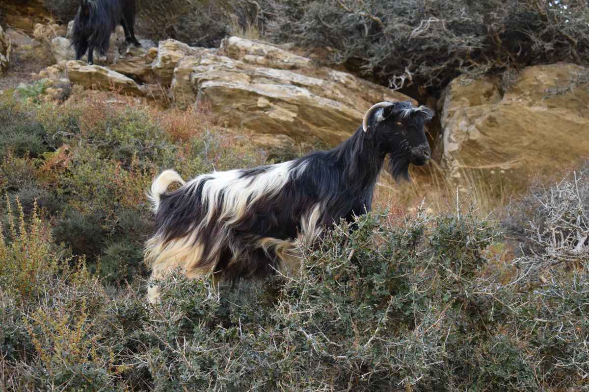 Μονοπάτια Λευκών Ορέων